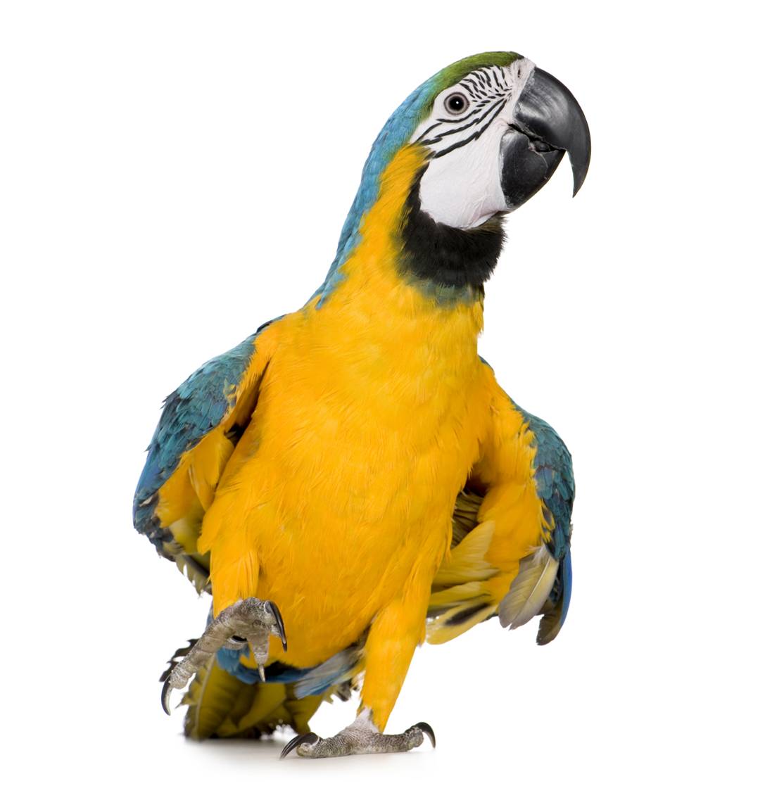 Parrot Mesker Park Zoo